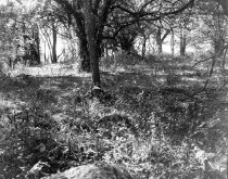 Kernstown battlefield